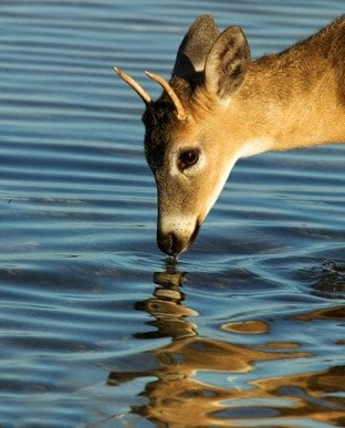 Lagu Seperti Rusa Yang Haus Dengan