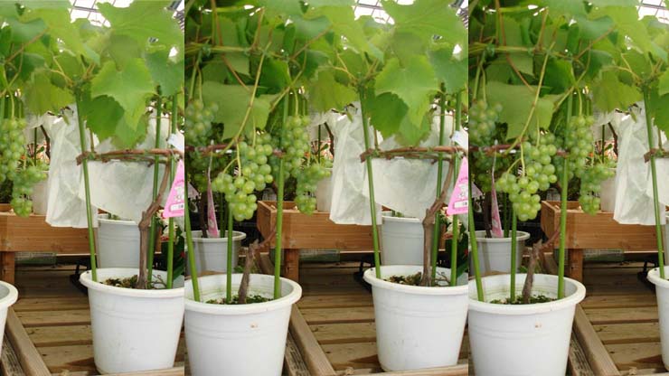 Cara penanaman tanaman buah dalam pot agar cepat berbuah 