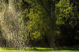 Naturfotografie Doppelbelichtung