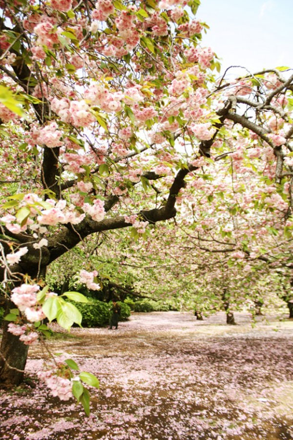 {take me away № 26 | the cherry blossoms of tokyo, japan}