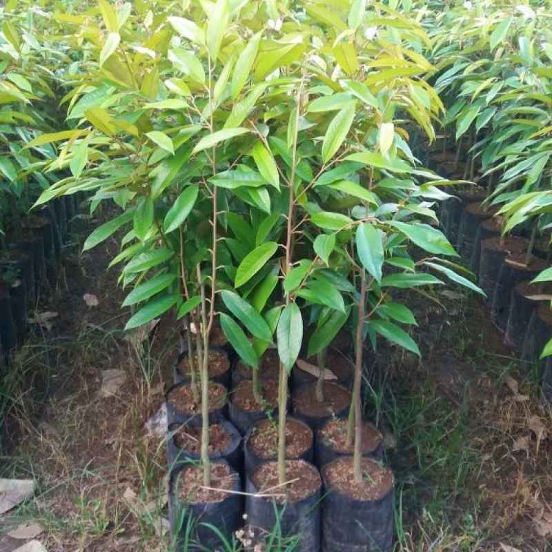 bibit pohon durian musangking harga murah meriah Bulango Ulu