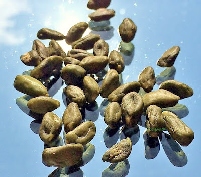 Pistazien (Pistacia vera)