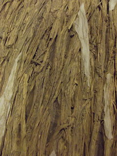 Scenic Artistry: Tree Bark