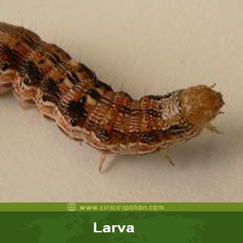 ciri ciri pohon pinang larva