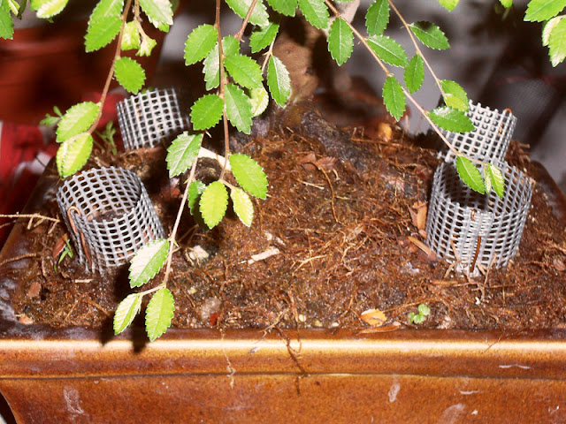Bonsai Web: Plantando musgo...