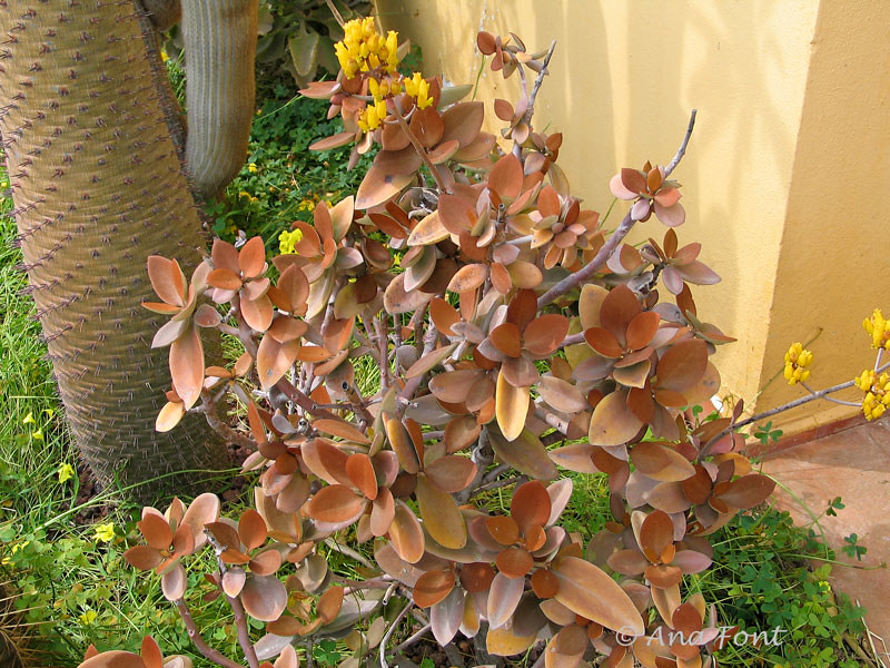 Kalanchoe orgyalis Copper spoons care and culture Travaldo's blog