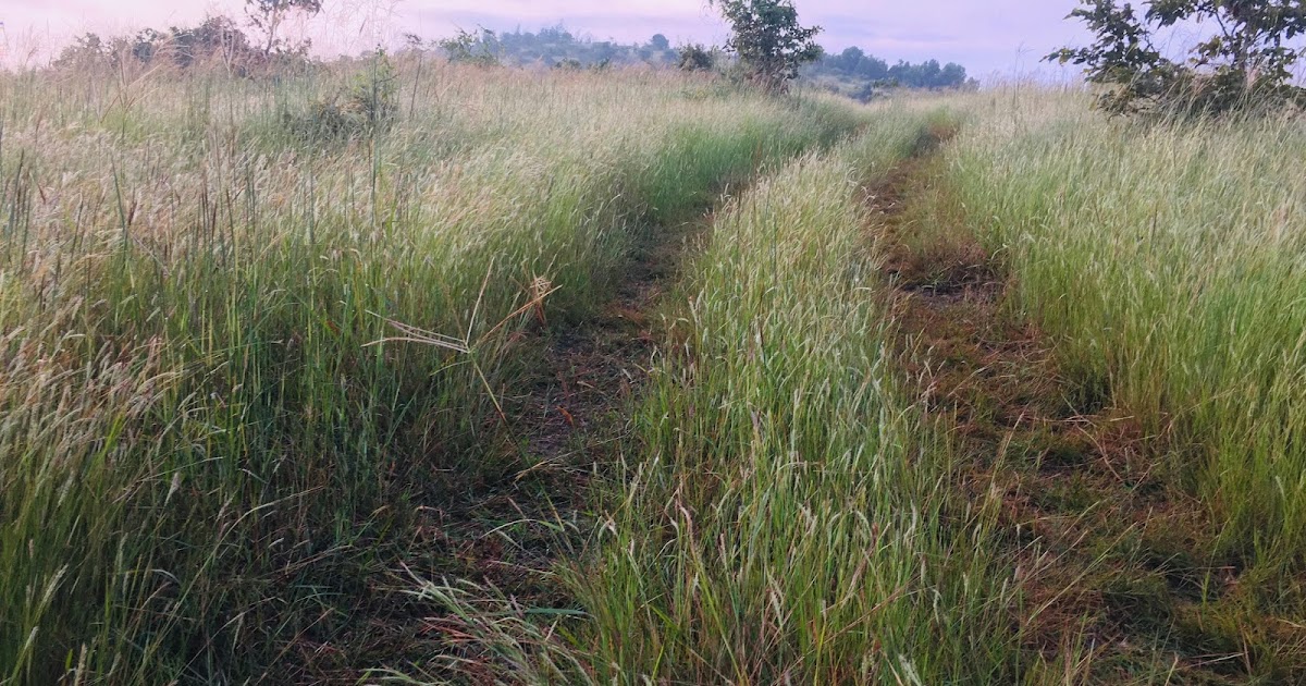Kidoor Bird Festival 2019--Visit To Gumpe.