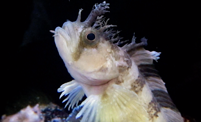 Aquarium Movies Japan Archive 生きている魚図鑑 ハナブサギンポ Bearded Warbonnet Chirolophis Snyderi