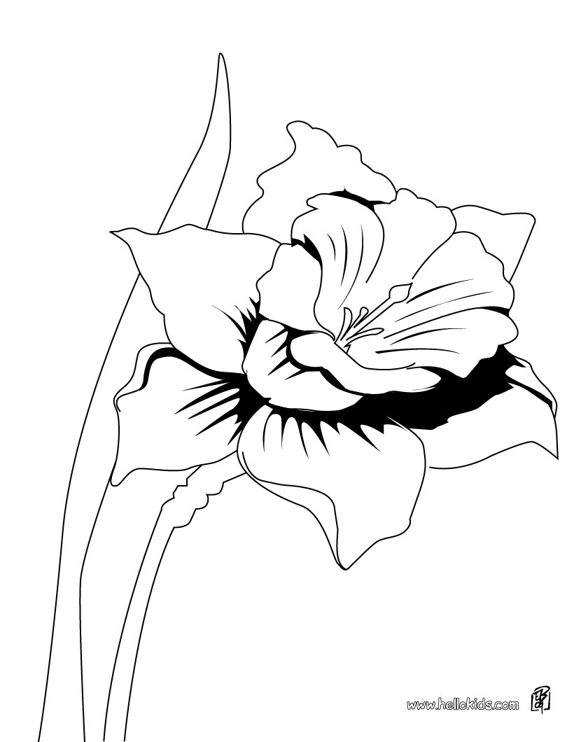 daffodil coloring pages free - photo #35