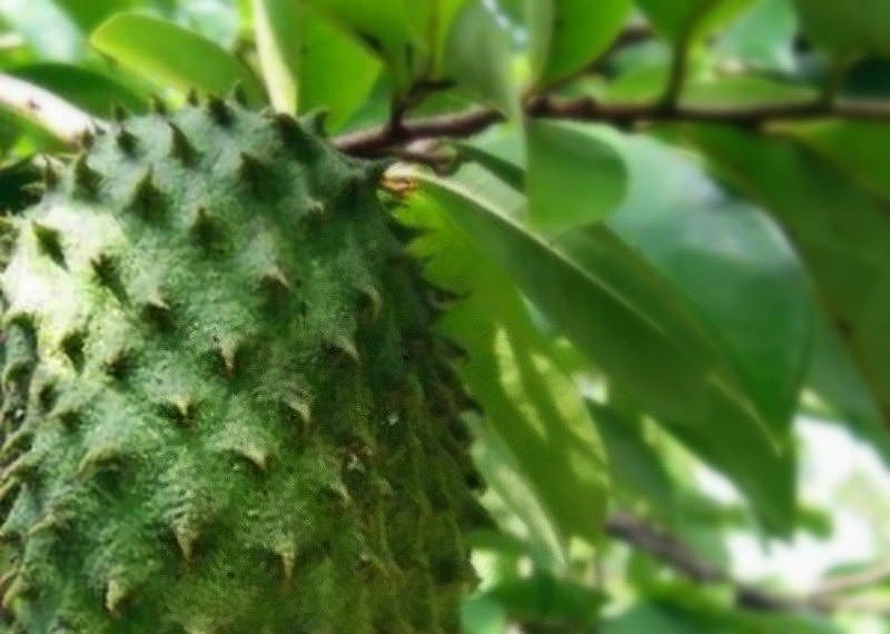 14 CARA MENGHILANGKAN KUTU RAMBUT - Informasi Unik dan Langka