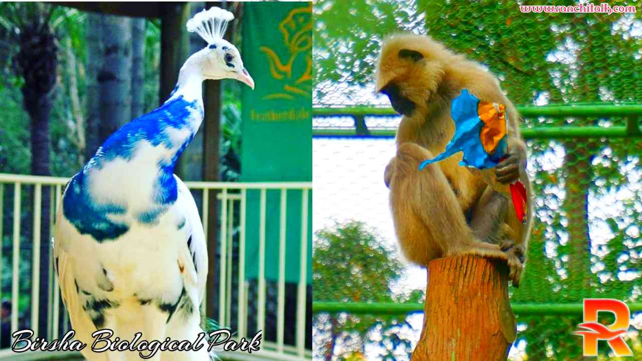 Bhagwan Birsa Biological Park | बिरसा जैविक उद्यान | Ormanjhi Zoo - Ranchi Ki Shaan