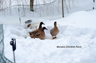 Ducks in the snow
