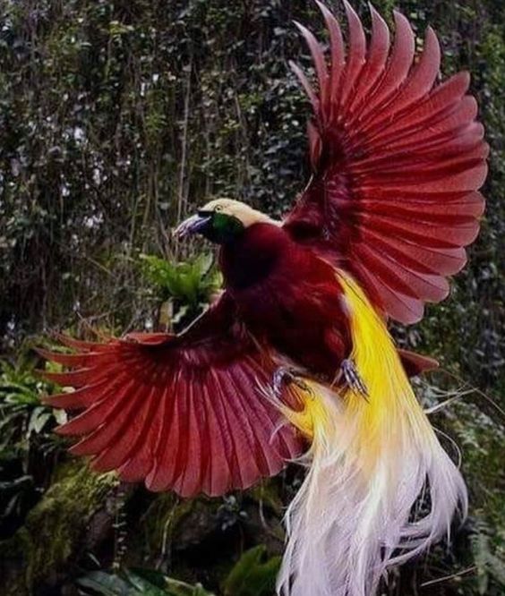 Greater Bird of Paradise (Paradisaea apoda) | Our World’s 10 Beautiful and Colorful Birds