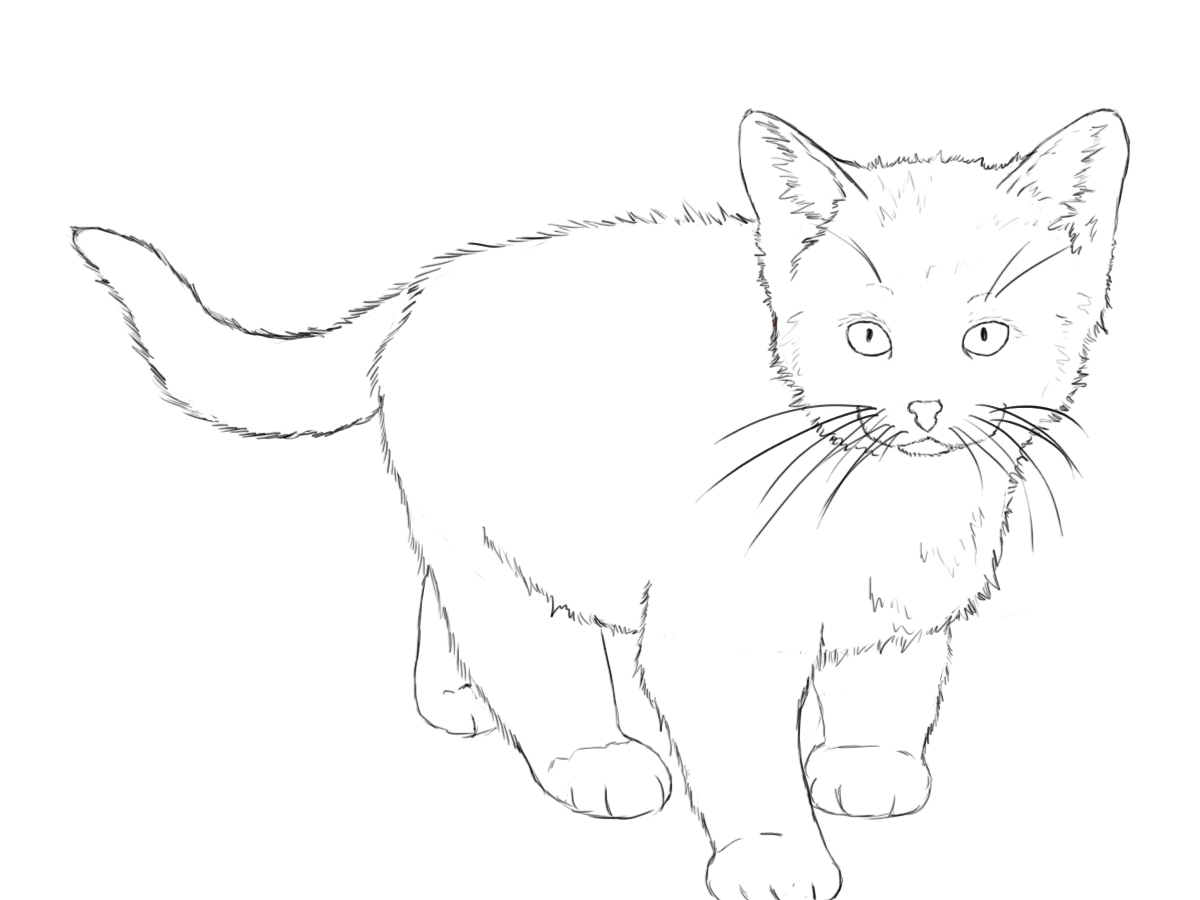 Draw a Kitten and Cat Step by Step - Slim Image