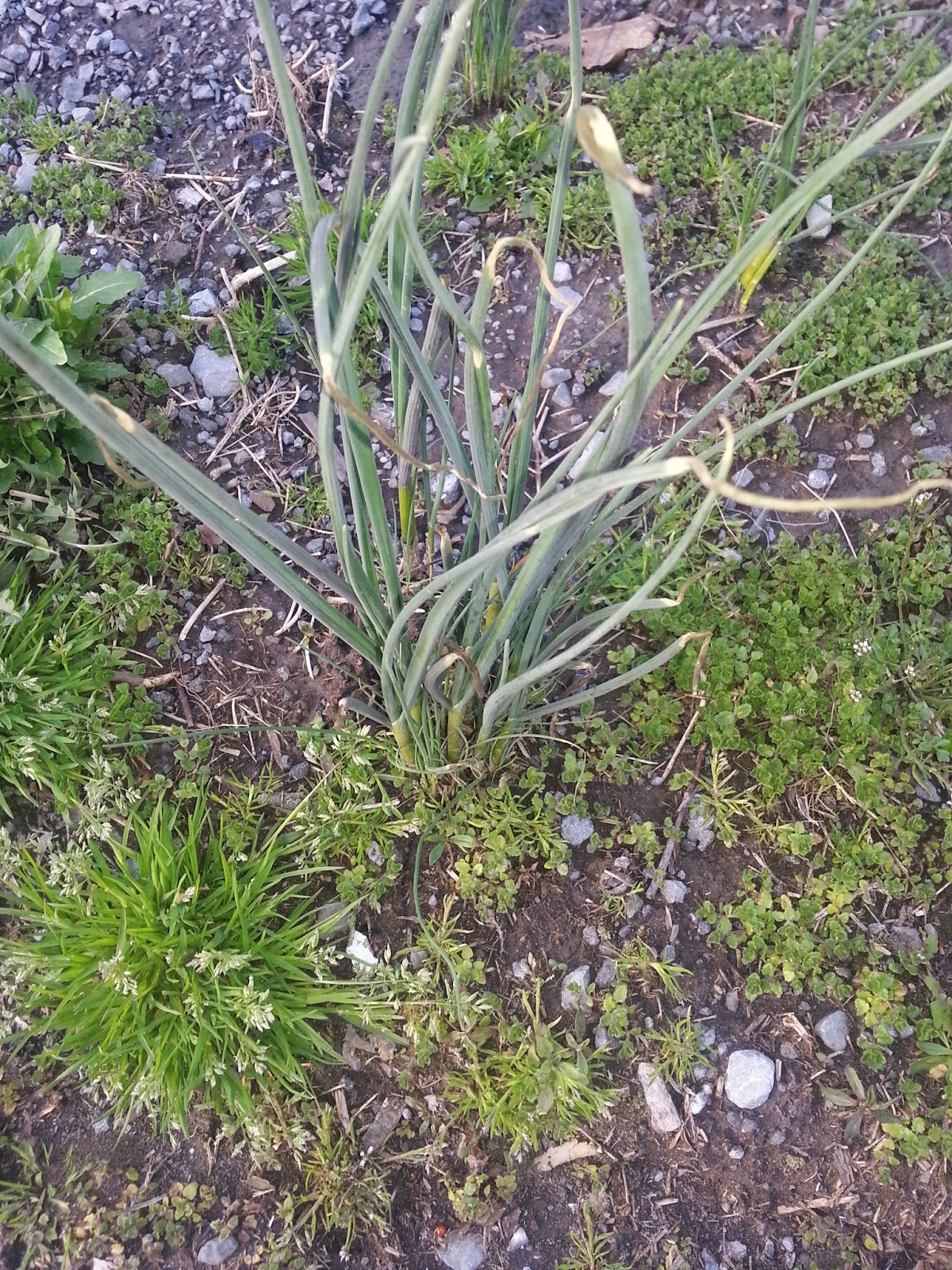 The 7 P's Blog Wild Edible/Medicinal Wild Onion (Allium Canadense)