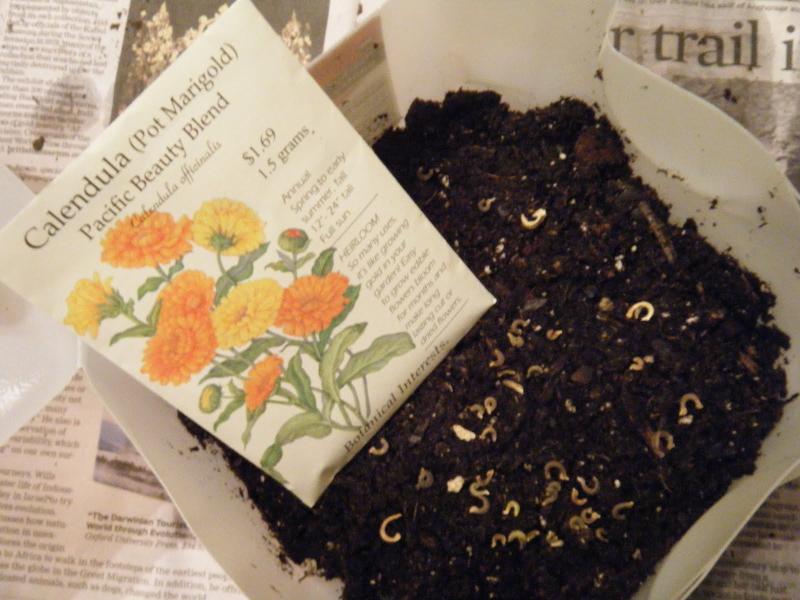 Seed to Feed Me HOW TO PROPAGATE PLANTS FROM SEED