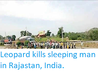 https://sciencythoughts.blogspot.com/2019/07/leopard-kills-sleeping-man-in-rajastan.html