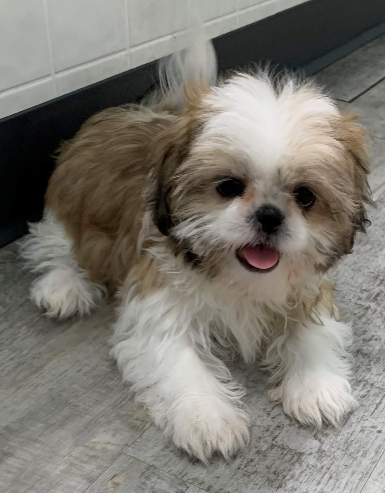 B & C Kennels Shih Tzus, Shihpoos, and shihtese