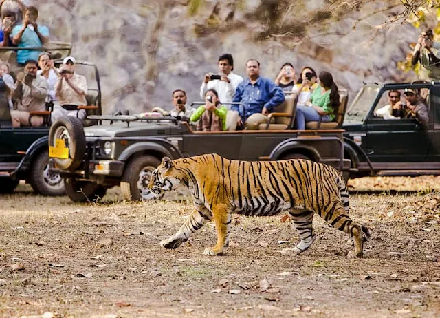 Tiger in a reserve in India