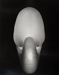 Foto Edward Weston Nautilus Foto Paling Mahal sepanjang sejarah