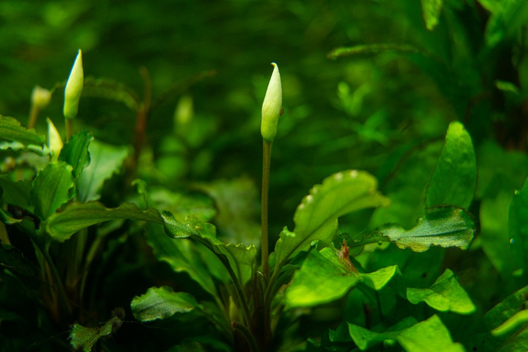 Bucephalandra /'Godzilla/' raro planta acuática
