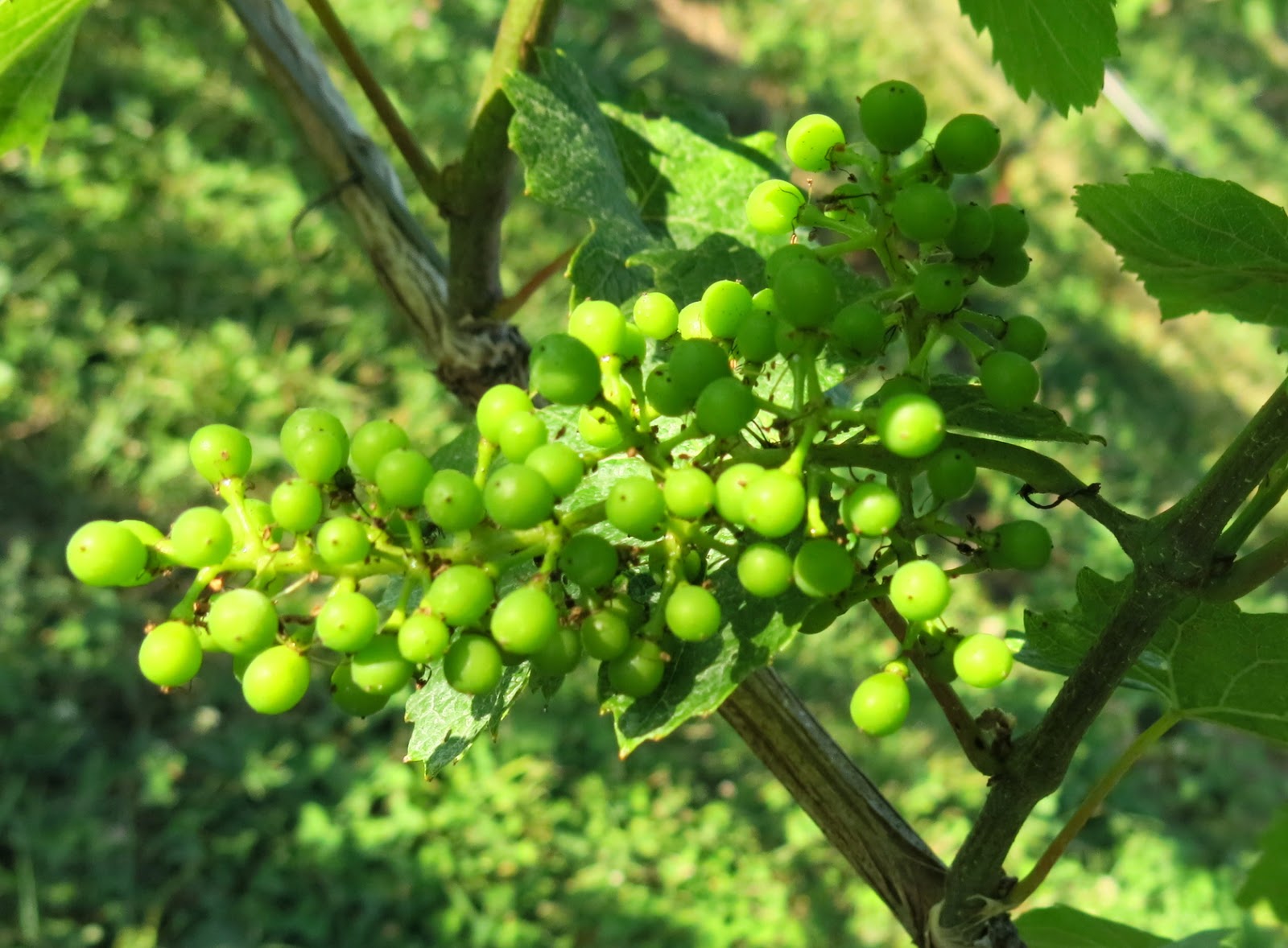 EnoViti Two Stages of Grape Berry Development