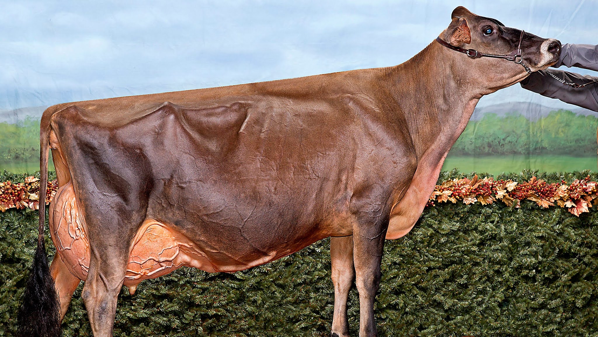 How to diagnose Copper deficiency in dairy cows