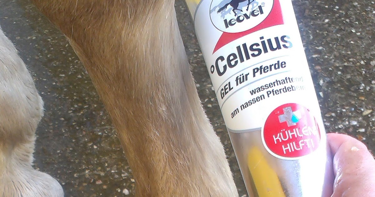 Silvia Aigner Licensed Parelli 2 Instructor Parelli Instruktoren Weiterbildung In Florida Stufen Des Lernens