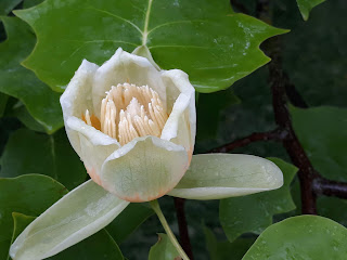 Fleur de tulipier