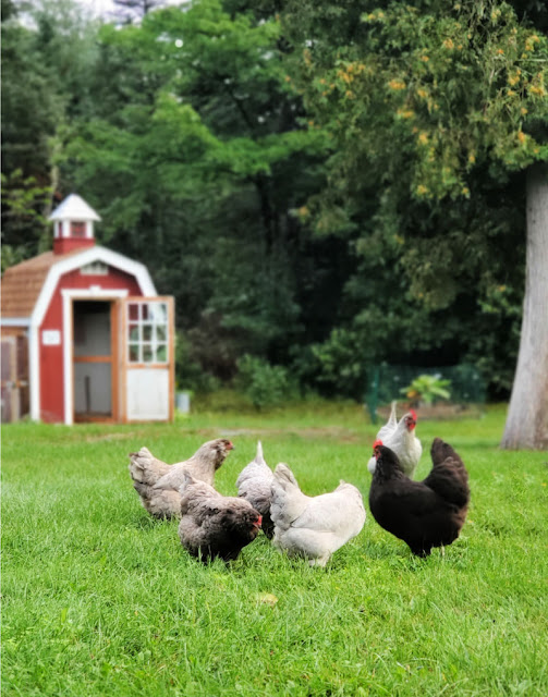 chickens in front of red barn