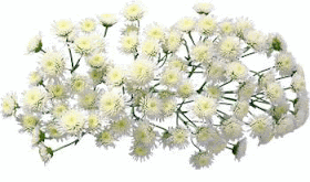 Kwiaty: Kwiaty astry,chryzantemy,cynie,dalie