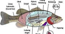Bagian Organ Tubuh Ikan Yang Diamati Dalam Kegiatan Anatomi Ikan