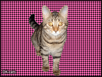 Art Cay GIF with caption • MEME • "Deal with it", Kitty. "NOPE! Do not want your sunglass, I have magic powers." Art Cat GIF with caption • MEME • "Deal with it", Kitty. "NOPE! Do not want your sunglass, I have magic powers."