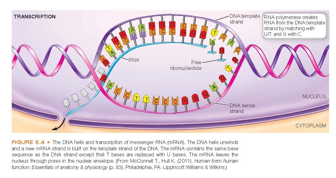 The DNA helix and transcription of messenger RNA (mRNA). The DNA helix unwinds and a new mRNA strand is built on the template strand of the DNA