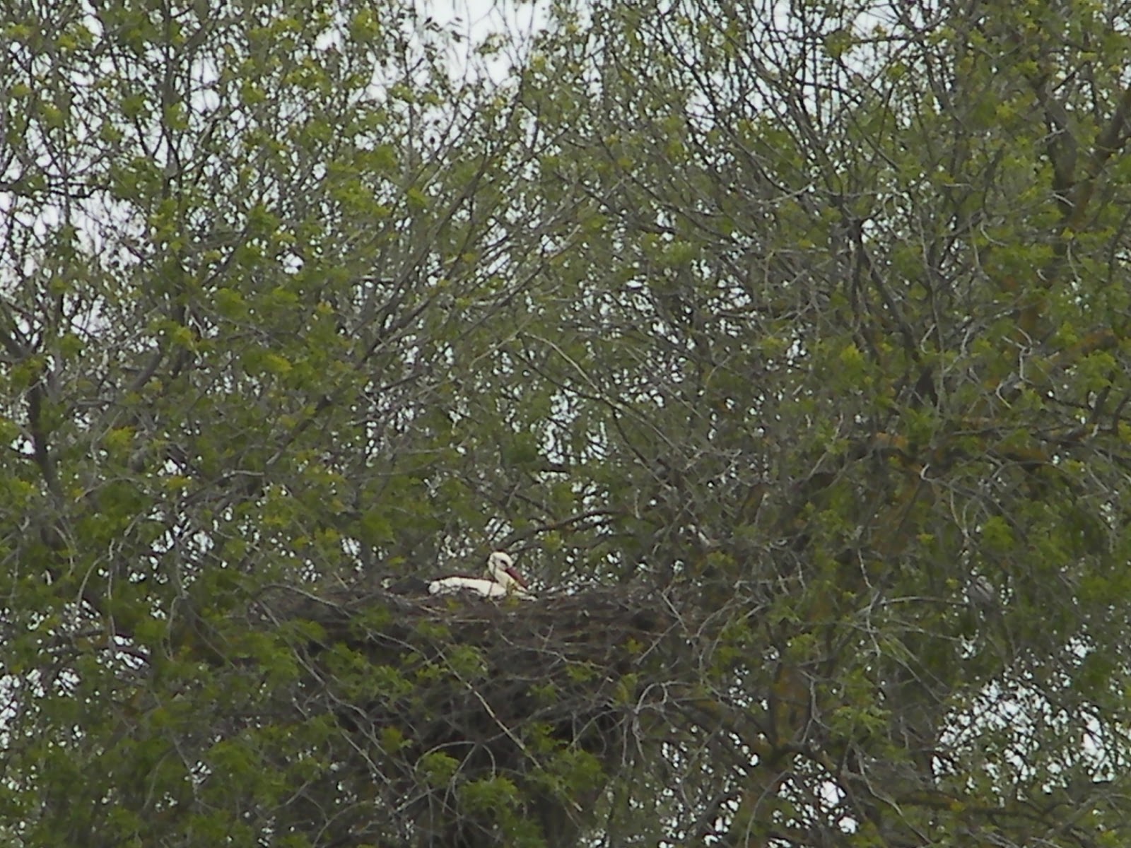 La troje de Ana: A ORILLAS DEL RÍO TAJO
