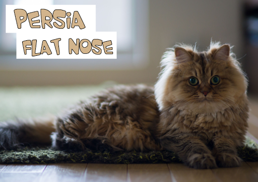 Kucing persia jenis apa?