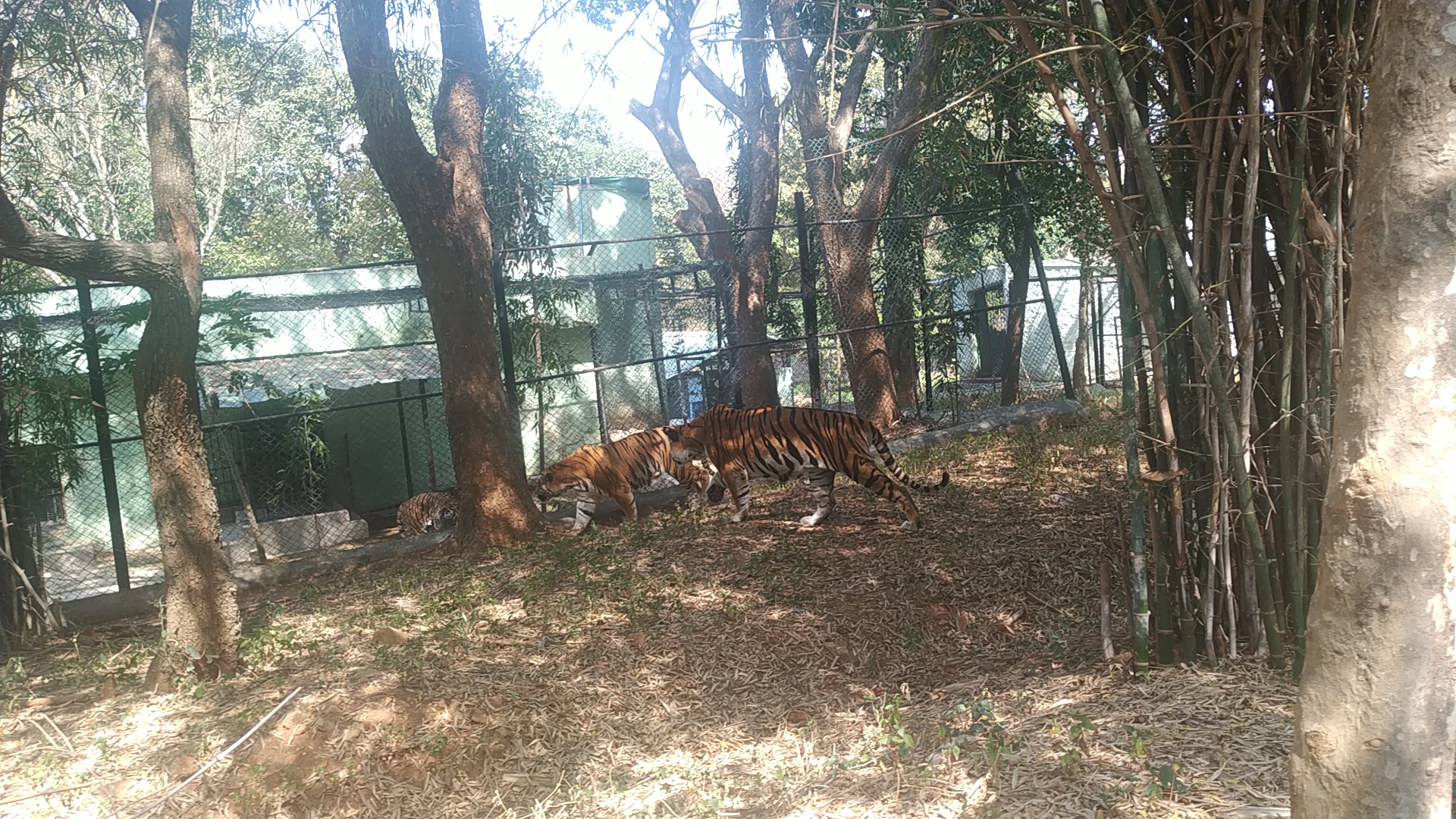 Bannerghatta National Park
