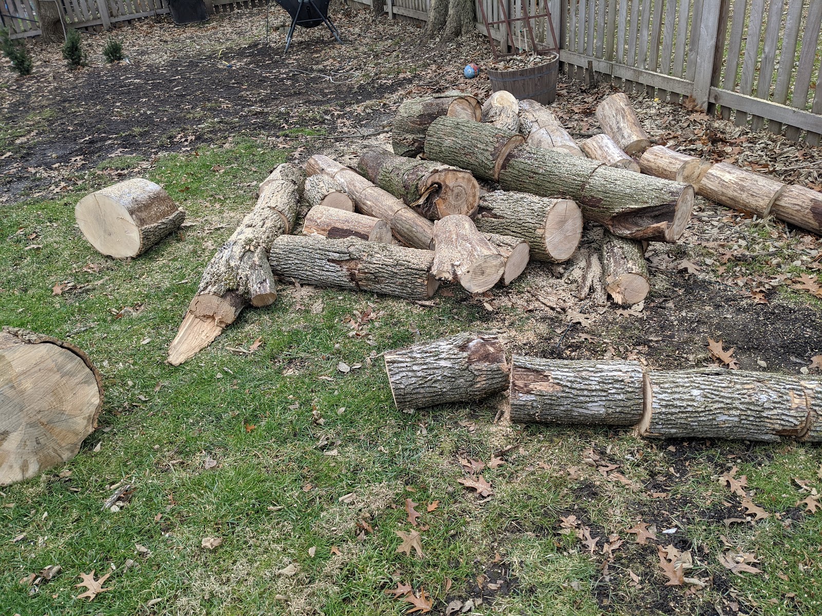 Ash Firewood Rounds (Firewood Hoarding) December 2019
