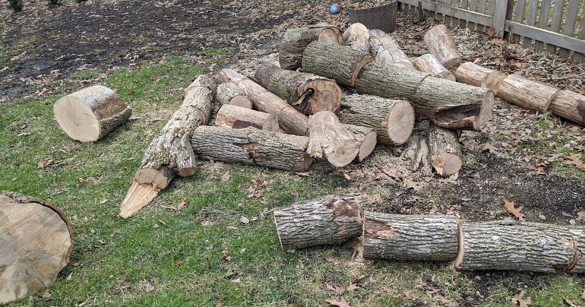 Ash Firewood Rounds (Firewood Hoarding) - December 2019