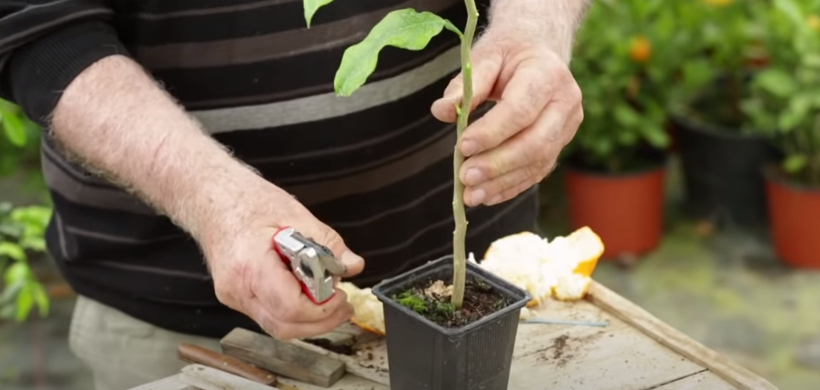 Comment greffer un citronnier ? (vidéo)