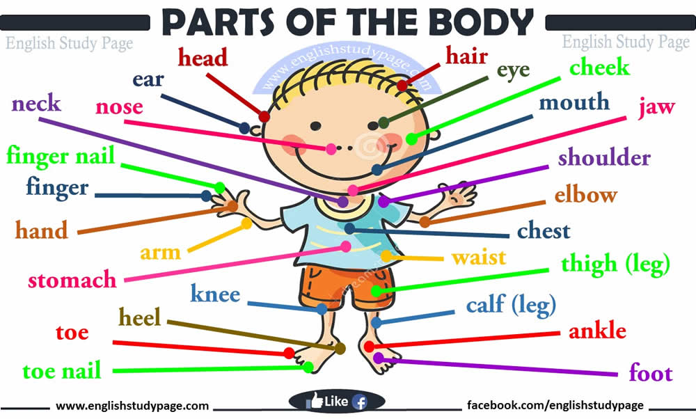Kindergarten and Mooneyisms: A Neat PARTS OF THE BODY Poster