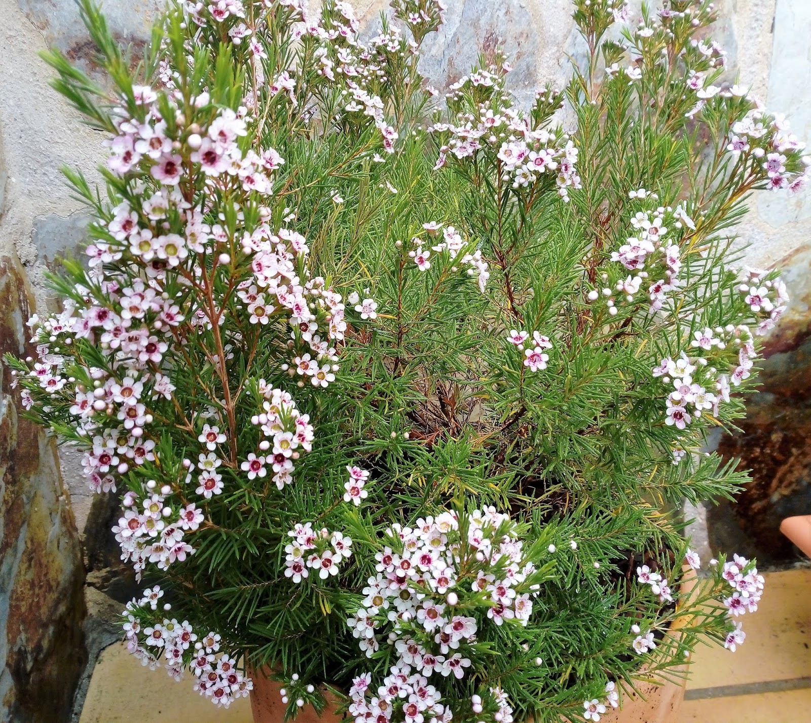 Biosfera vegetal. Flor de cera (Chamelaucium uncinatum Desf.).