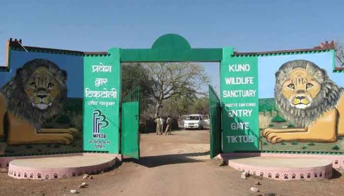 Kuno Palpur  Ntional Park, Madhya Pradesh, Ranthambhore National Park, tiger reserve of Rajasthan, Ranthambhore ka Sher,