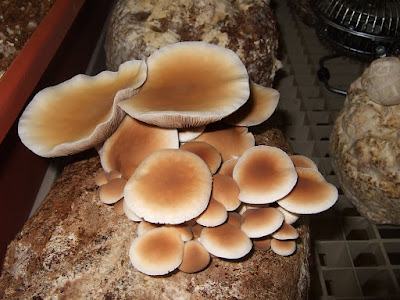Poplar mushroom supply