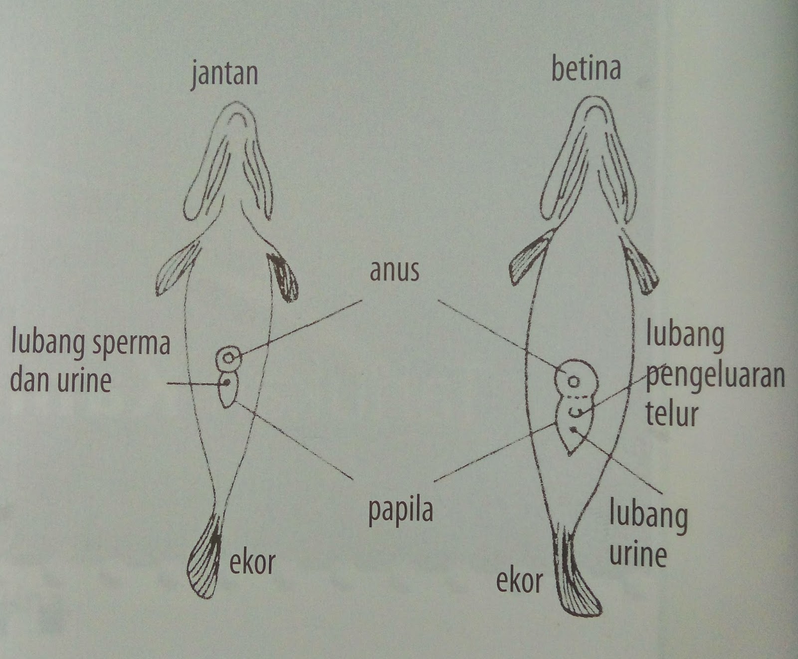 Istimewa 32+ Gambar Ikan Nila Jantan Dan Betina