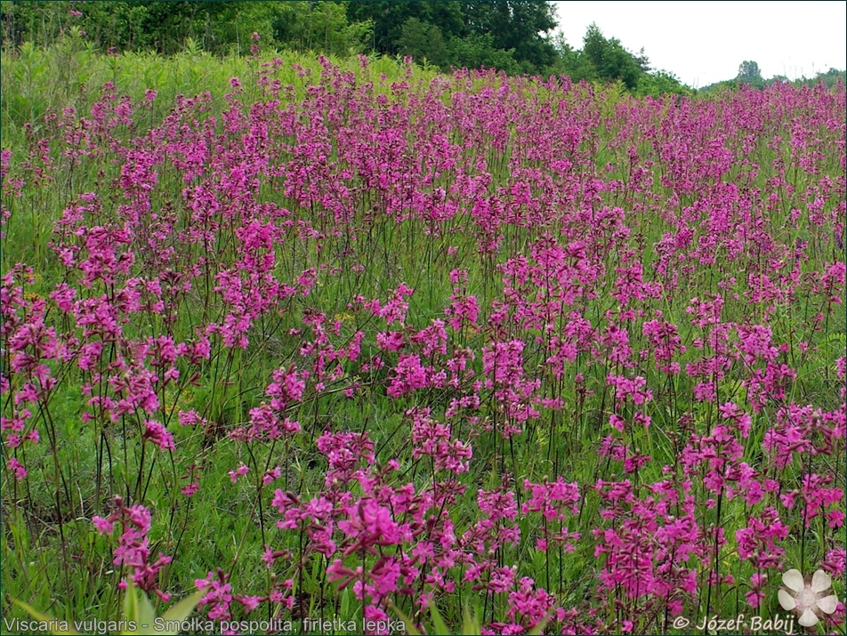 Viscaria vulgaris - Smółka pospolita, firletka lepka