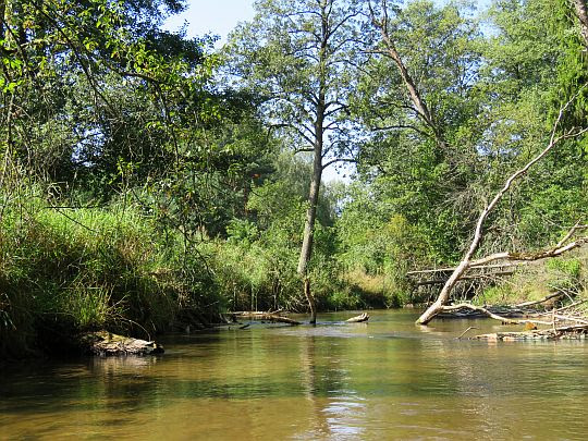Tanew: Borowe Młyny - Osuchy Tanew: Borowe Młyny - Osuchy