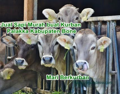 Jual Sapi Murah Buat Kurban Palakka Kabupaten Bone Sapi Siap Diantar Di Daerah Bone Ongkos Kirim Bisa DiNego