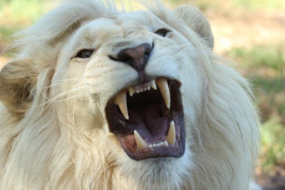 Lion Images Lion Images