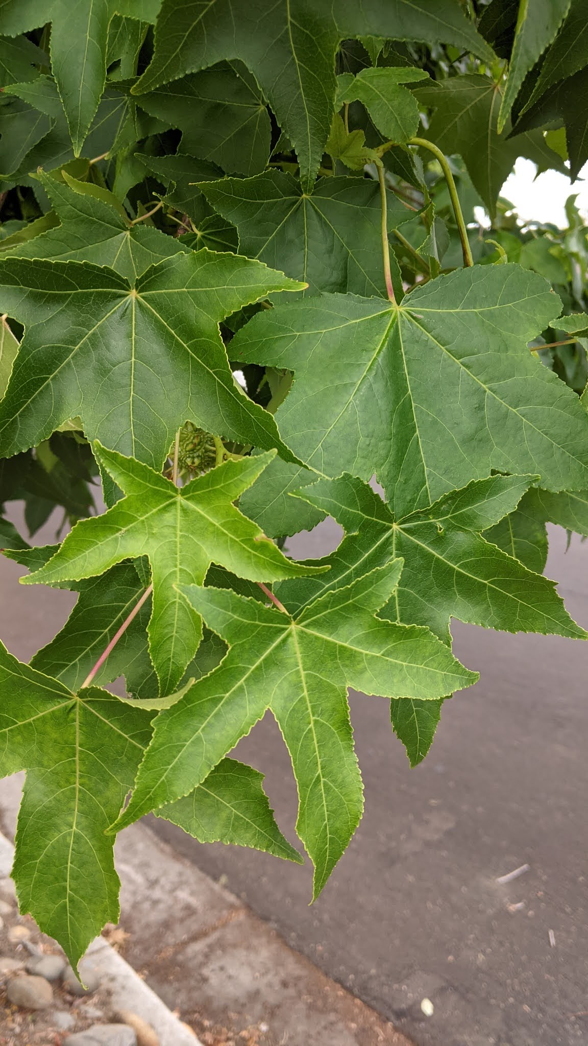 Fan Tex Ash Fraxinus v. 'Rio Grande'